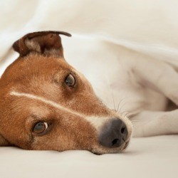 A sick dog lying down on a white surface.