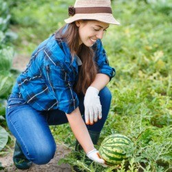 Ripe Melon