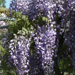 Wisteria Photos