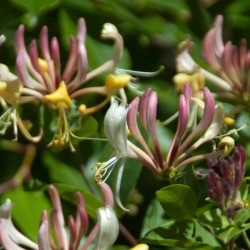 Honeysuckle