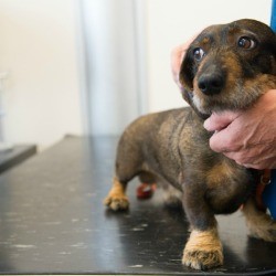 A dog who is wary at the veterinarian's office.