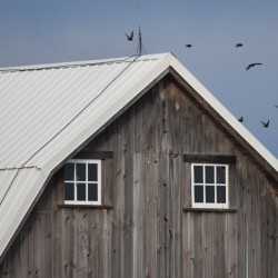 A old wood barn with a white roof and a blue sky beyond.