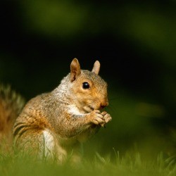 A squirrel on grass outside.
