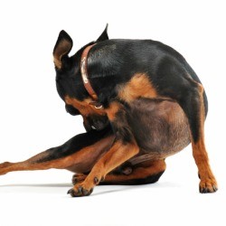 A dog biting at his fleas.
