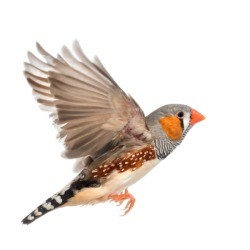 Flying Zebra Finch