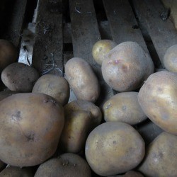 Potatoes stored in bins for spring planting.