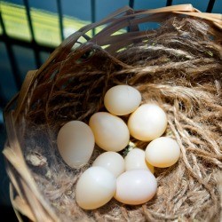 Finch Eggs