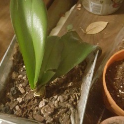 Orchid Leaves Turning Brown - orchid in pot
