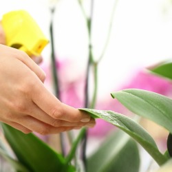 Spraying a houseplant with gnats.