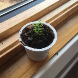 Use a K Cup for Seed Starter
