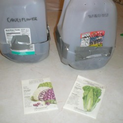 Starting Seeds in the Snow - planted jugs with seed packets in foreground