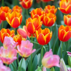 Growing Tulips