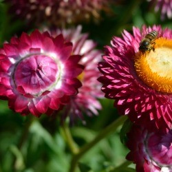 Strawflower in bloom in a garden.