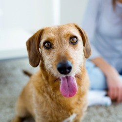 A happy dog with his tongue out.