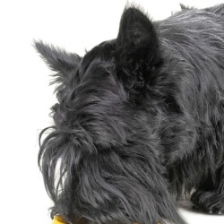 A dog eating food.
