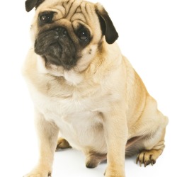 Jealous Dog