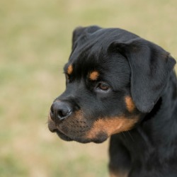 Photo of a Rottweiler.