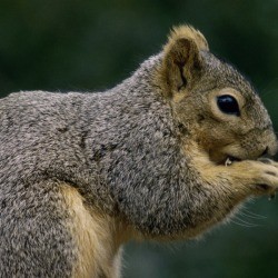 Close up of a squirrel.