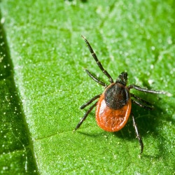 An adult tick on a leaf.