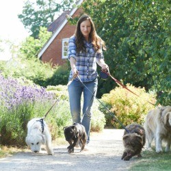 A dog walker, walking dogs to earn extra money.