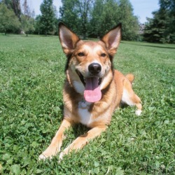 A dog sitting in the grass.