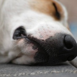 A sick dog sleeping, with a close up of his mouth and nose.