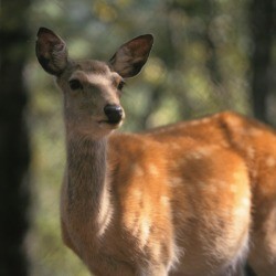 An alert deer.