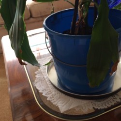 Recycled Popcorn Lid as Plant Saucer