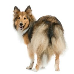 A dog with beautiful long fur.