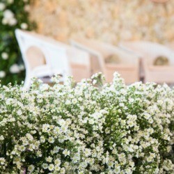 Chairs and flowers at a wedding.