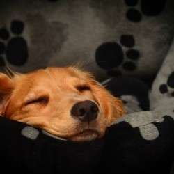 A dog sleeping in a dog bed.