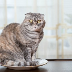Cat on Countertop