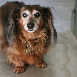 An elderly dog with cataracts.