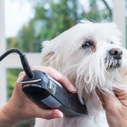A white dog being groomed with clippers.