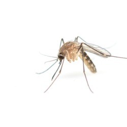 Mosquito