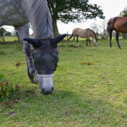Horses with fly nets to keep the horse flies off their heads.