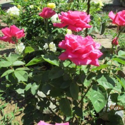A rose bush with dark pink roses.
