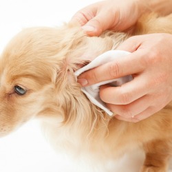 A dog getting his ears cleaned.