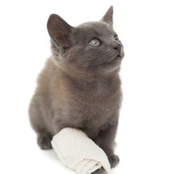 Cat First Aid Procedures for First Aid Kit - cat with bandaged right front paw and leg