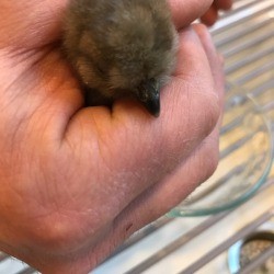 Using Vaseline for Chicks with Pasty Butt - hand holding a chick