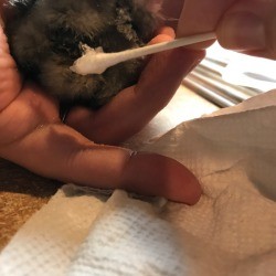 Using Vaseline for Chicks with Pasty Butt - applying Vaseline to chick's bottom