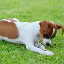 A dog eating something in the grass.