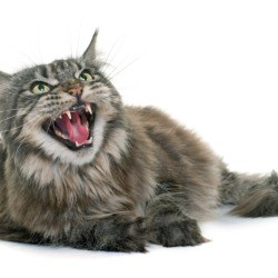 An angry cat, hissing at something.