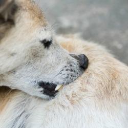 A dog biting his coat.