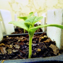 My Indoor Seedling Setup - cantaloupe seedling