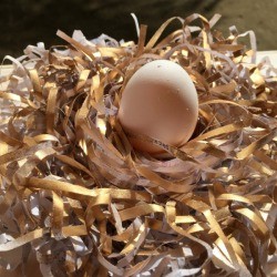 Shredded Paper Nest - egg sitting in the center of the nest. Some of the shreds are painted gold.