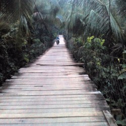 A wooden hanging bridge surrounded by plants.