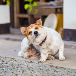 Dog scratching outside on the patio