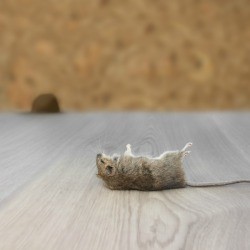 Closeup dead rodent in apartment house on background of wall