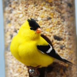 Yellow Finch on a feeder